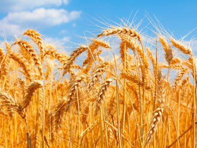 Buğday Ürünleri